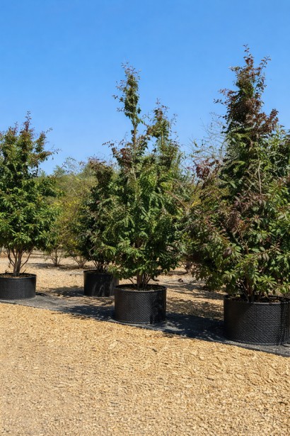 Парротія перська Белла